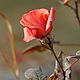 'Степная роза': парфюмерные чары + оберег | от 10 мл. Духи. Парфюмерные тотемы / Мария ☘️. Ярмарка Мастеров.  Фото №4