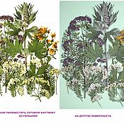 Сухоцветы плоский гербарий "маки в поле"наличие 2-6 фото