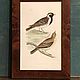 Винтаж: 1870 LAPLAND BUNTING Старинная гравюра в деревянной раме из Европы, Картины винтажные, Барнаул,  Фото №1