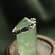 Заказать Дубовое кольцо с горячей эмалью. fia.jewelry. Ярмарка Мастеров. . Кольца Фото №3