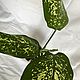 растение Диффенбахия компакта. Комнатные растения. planty_tati. Интернет-магазин Ярмарка Мастеров.  Фото №2