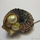 Brooch-needle Sea Shell Angaria and natural Pearls, Stick pin, Moscow,  Фото №1