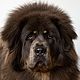 Dog hair (Tibetan Mastiff hair). Fiber. Anastasiya Larina (Larinarium). Online shopping on My Livemaster.  Фото №2