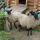Овца на счастье :) Романовской породы. Мягкие игрушки. Мода на комоды. Интернет-магазин Ярмарка Мастеров.  Фото №2