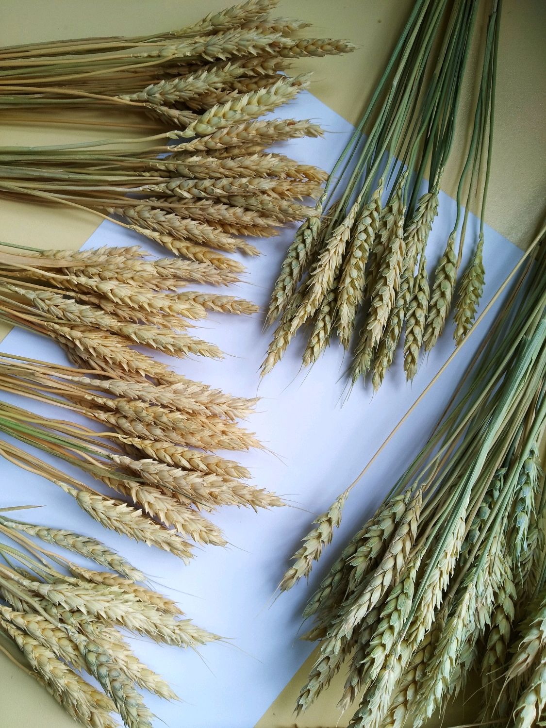 Работа пшеничное