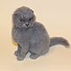 Order Scottish fold cat. Anna Petinati- Live toys handmade. Livemaster. . Stuffed Toys Фото №3