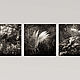 Black and white photo, Nature, Fern, Forest Triptych. Fine art photographs. Rivulet Photography (rivulet). My Livemaster. Фото №4
