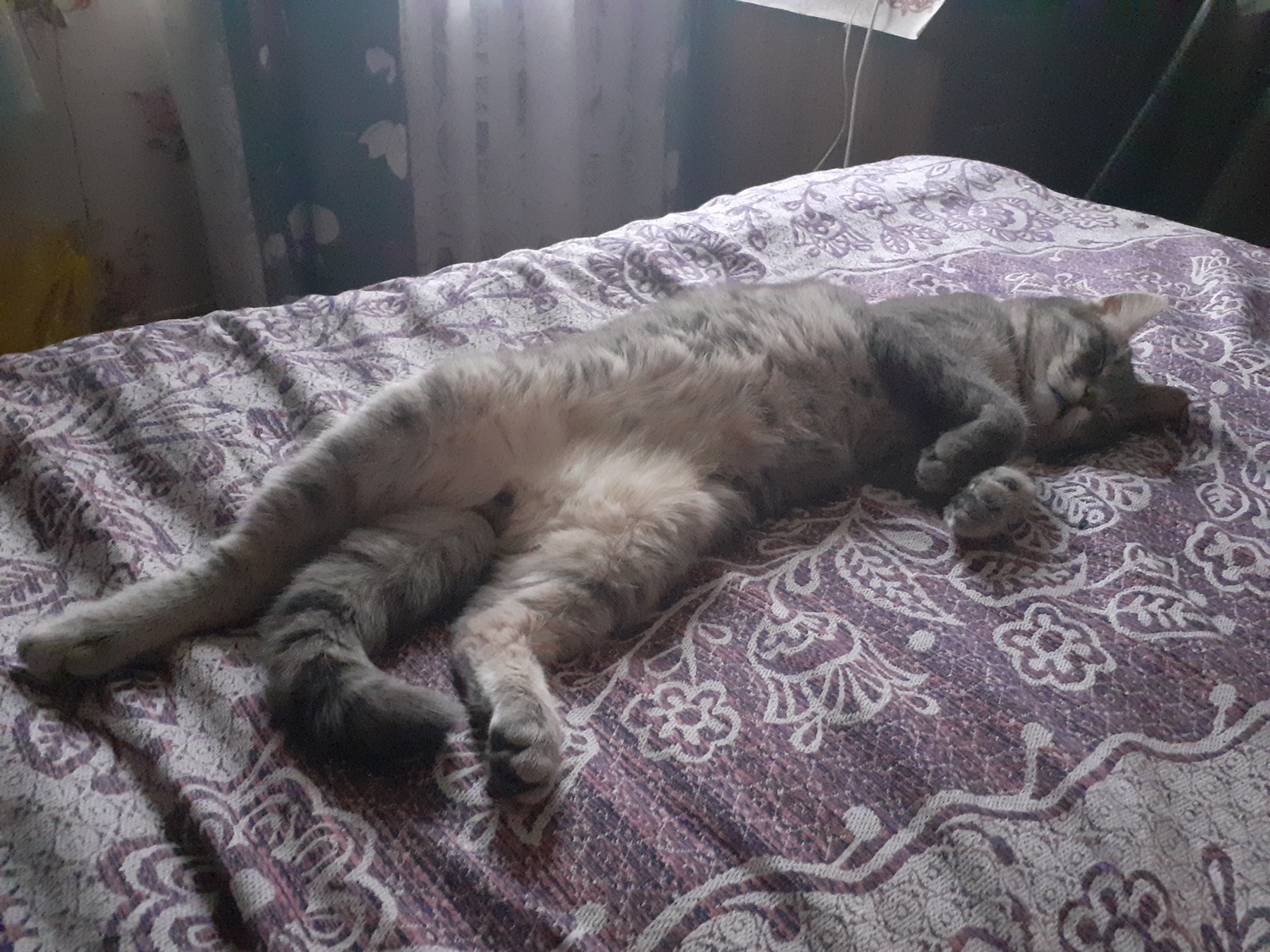 Завидую своему коту