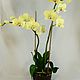 Орхидея Фаленопсис из холодного фарфора, Цветы, Калуга,  Фото №1