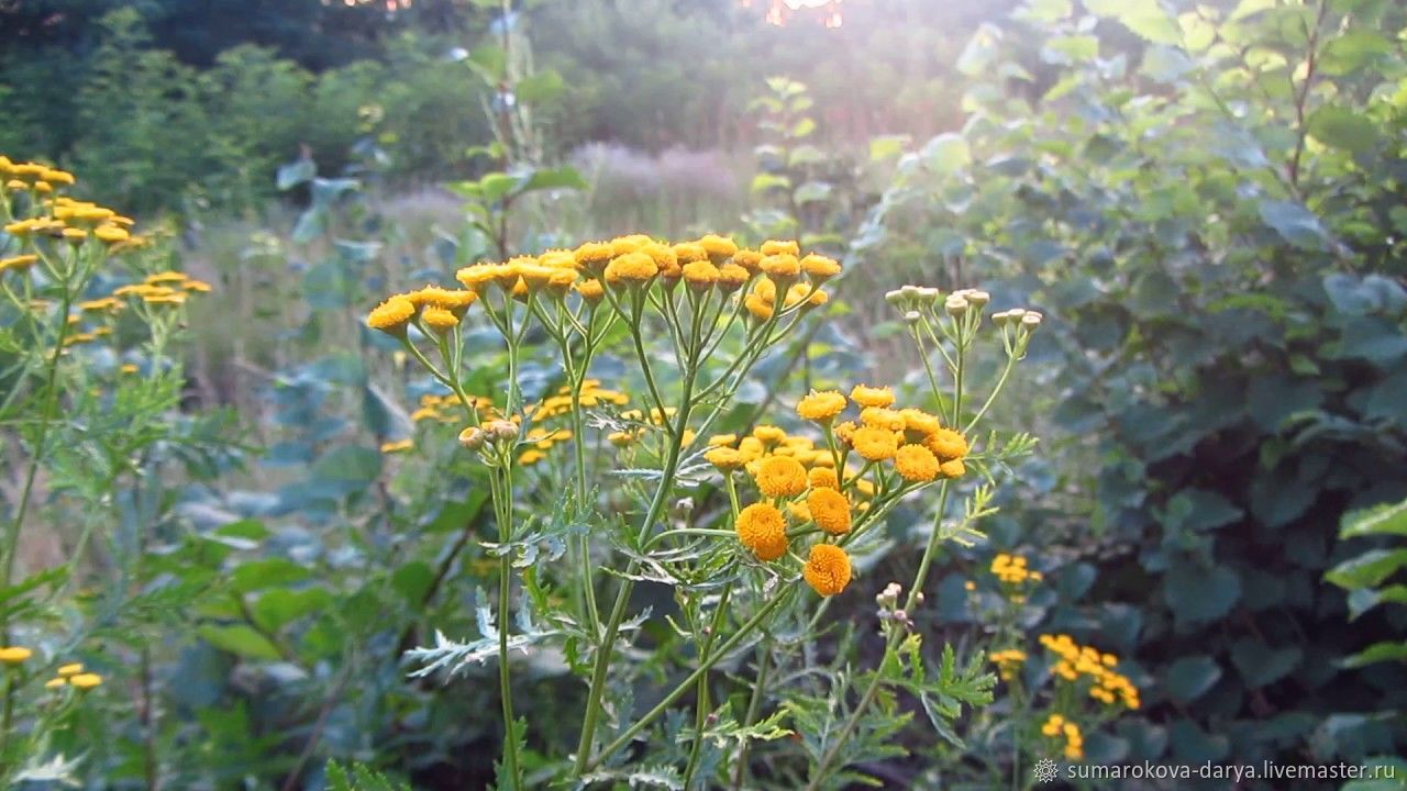 Пижма Девичья Купить Семена