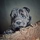 Realistic movable toy - Blue Shar Pei. Stuffed Toys. Teddybeasts. Online shopping on My Livemaster.  Фото №2