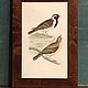 Винтаж: 1870 LAPLAND BUNTING Старинная гравюра в деревянной раме из Европы. Картины винтажные. VERY GOOD DAY. Интернет-магазин Ярмарка Мастеров.  Фото №2