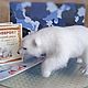 Interior toys: White polar bear. Sculpture. Felted Toy. Game in felting. My Livemaster. Фото №5