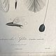 Заказать Винтаж: Антикварная гравюра 1835 года. BERËZA ANTIQUES. Ярмарка Мастеров. . Картины винтажные Фото №3