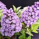 Сирень махровая из холодного фарфора, букет сирени, весна. Скульптуры. Любовь Федько. Flowers Love. Ярмарка Мастеров.  Фото №5