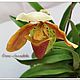 Орхидея "Венерин башмачок пятнистая", Цветы, Самара,  Фото №1