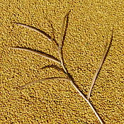 Мокрица (звездчатка средняя). Трава. Цена за 1 г. травы мокрицы