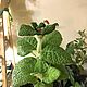 Sinningia bullata (Синнингия пузырчатая). Комнатные растения. “LUSH Green”. Ярмарка Мастеров.  Фото №6