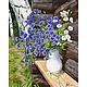 Cornflower oil painting 'Summer calico outfit' still life, Pictures, Belorechensk,  Фото №1
