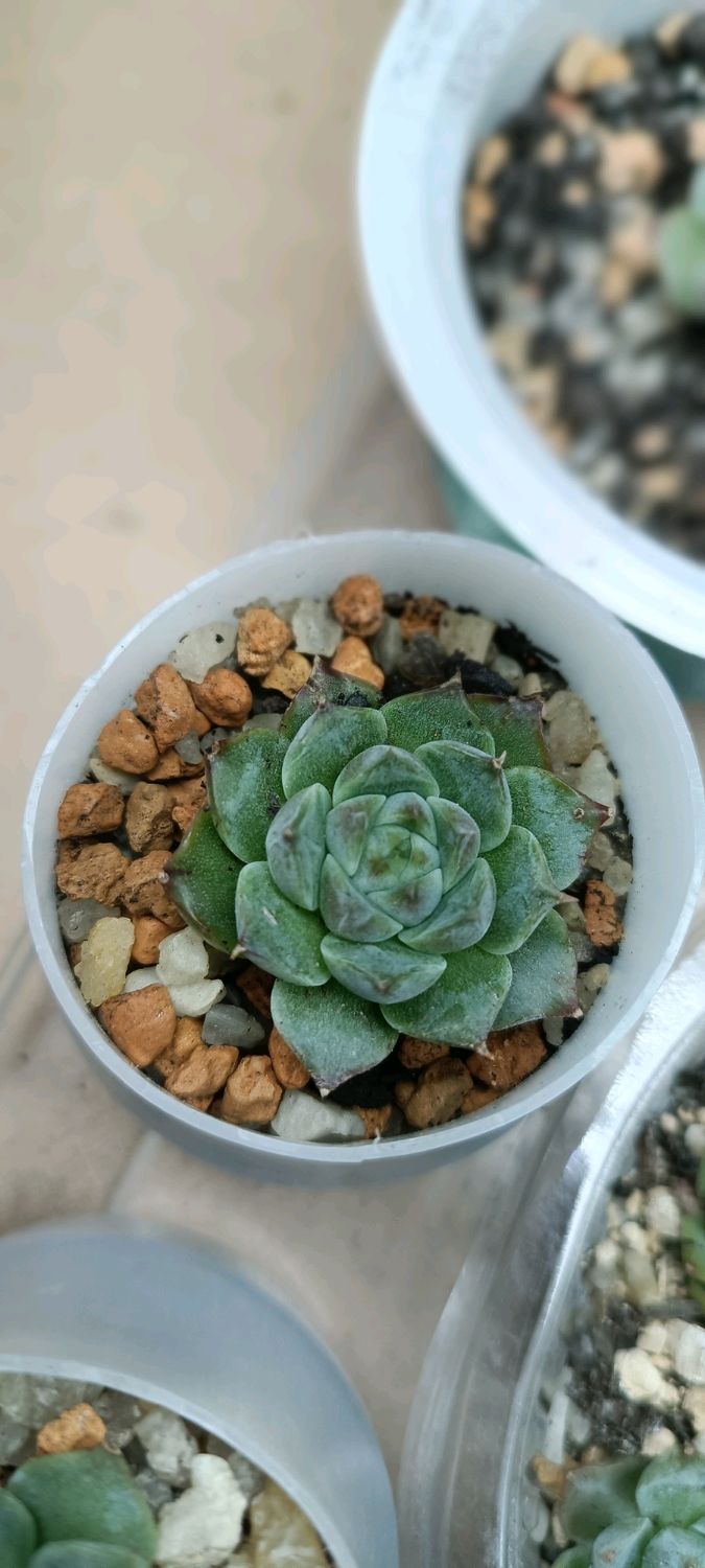 Echeveria Poseidon