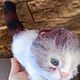 Игрушка котенок, игрушка из шерсти, котёнок, котик. Интерьерная кукла. Светлана Курятникова. Интернет-магазин Ярмарка Мастеров.  Фото №2