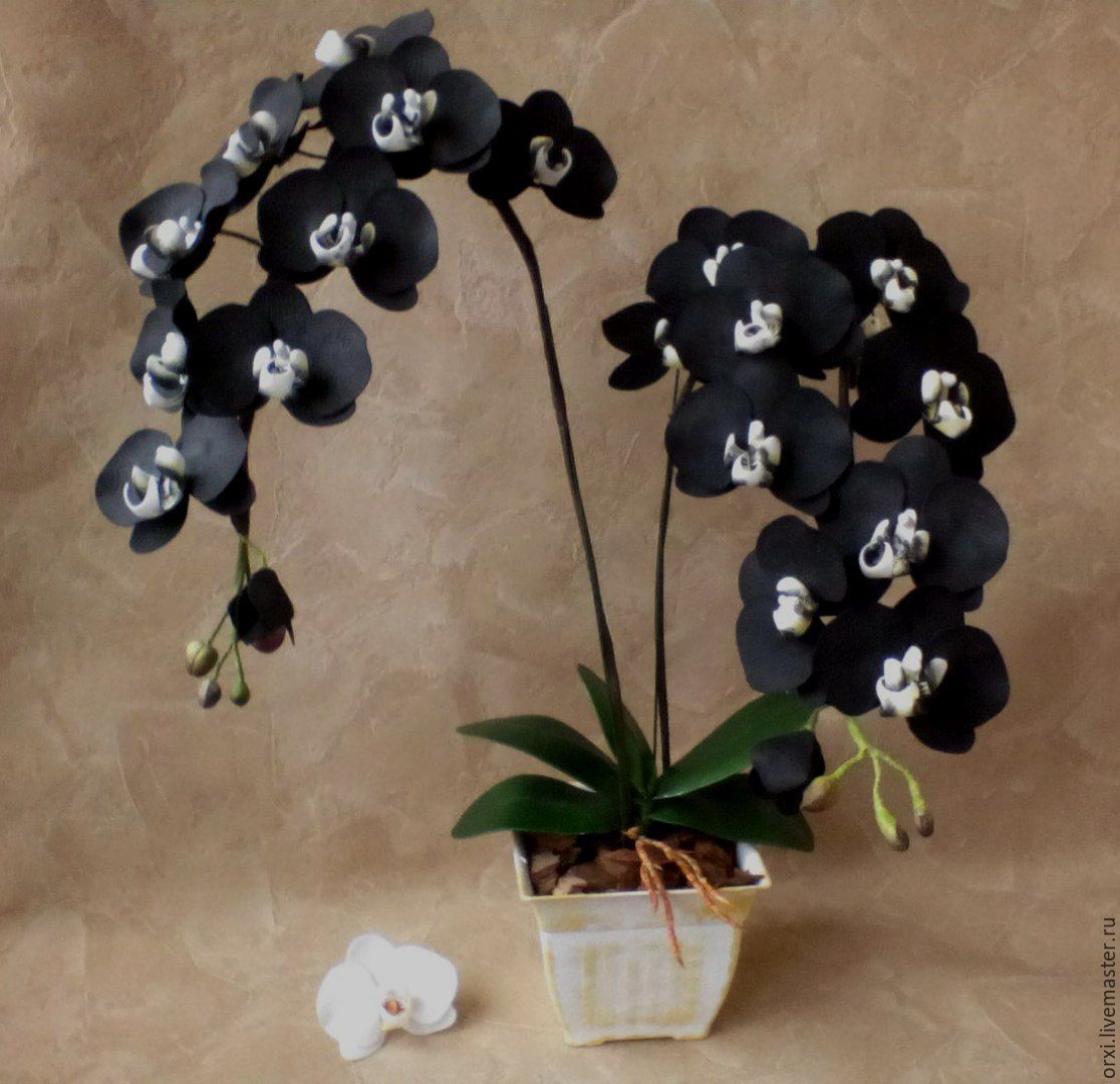 Черная орхидея из фоамирана в кашпо, Композиции, Брест,  Фото №1
