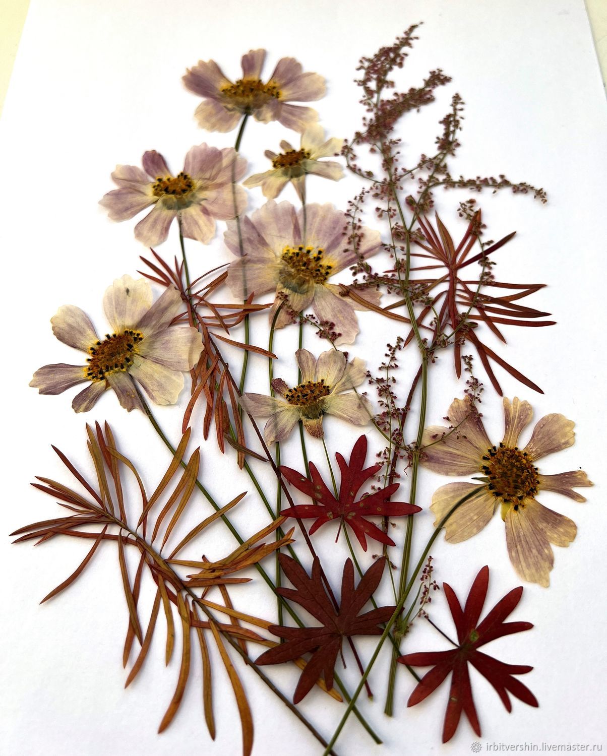Цветы гербарий