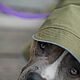 Дождевик для собак. Одежда для питомцев. SALOP DOG. Ярмарка Мастеров.  Фото №4