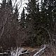 Тёмный лес. Фотографии. Гончарова Юлия. Ярмарка Мастеров.  Фото №4