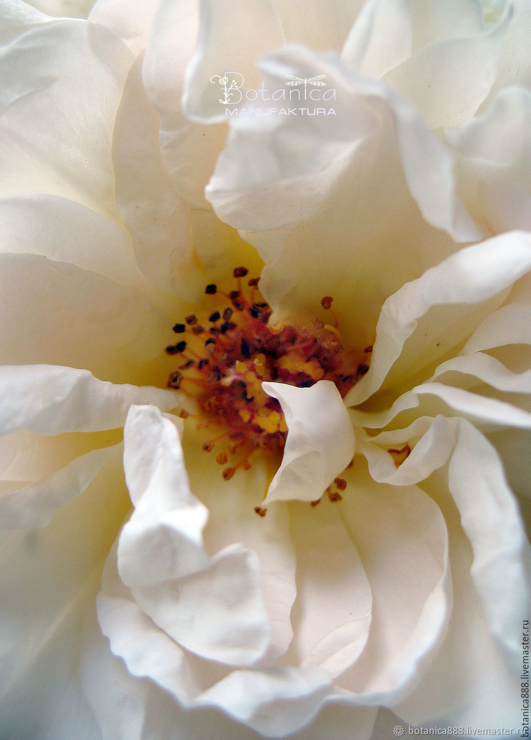 Сорт розы белый вальс отзывы