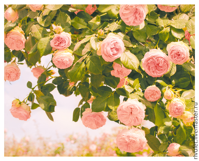 Roses photography, pink flowers art, botanical wall art, bedroom decor, Fine art photographs, Moscow,  Фото №1