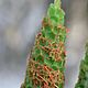 Green CANDLES GIFT candlestick - ABUNDANCE - saffron, juniper. Wish Candle. Jewerly for Happiness. My Livemaster. Фото №4