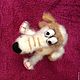 Dog Barbosa. Stuffed Toys. strand of wool. Online shopping on My Livemaster.  Фото №2