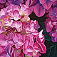 Painting 'Pink hydrangea' oil on canvas 70h70 cm. Pictures. vestnikova. My Livemaster. Фото №6