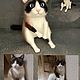 Котик по фото. Войлочная игрушка. ЗИМА. Ярмарка Мастеров.  Фото №5
