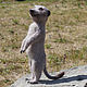 Meerkat Archie. felted toy made of wool, Felted Toy, Zeya,  Фото №1