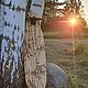 Лонгборд "Бамбуковый лес", Спортивный инвентарь, Санкт-Петербург,  Фото №1