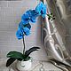 Цветы интерьерные - Синяя орхидея, Комнатные растения, Белгород,  Фото №1