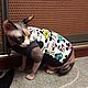 Clothing for cats 'Mickey mouse', Pet clothes, Biisk,  Фото №1