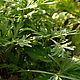 Botanica, растительный эликсир для роста и укрепления волос, 50 мл. Бальзамы. Калина Ерофеева. Ярмарка Мастеров.  Фото №6