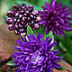 Брошь из жемчуга "Chrysanthemum", Брошь-булавка, Москва,  Фото №1