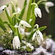 Заказать Подснежники из полимерной глины на коре. Цветочная Фея (feya-tsvetochna). Ярмарка Мастеров. . Композиции Фото №3