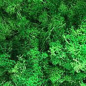 Материалы для творчества handmade. Livemaster - original item Stabilized moss-roots 1 kg. Handmade.