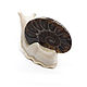 Snail Ammonite Small. Figurines. NGS Masters. My Livemaster. Фото №5