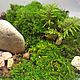 Заказать Флорариум Шар "Мини". Evergreenworld. Ярмарка Мастеров. . Флорариумы Фото №3