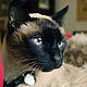 Портрет  животного: сиамский кот. Картины. Мария Михина. Интернет-магазин Ярмарка Мастеров.  Фото №2