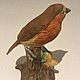 Винтаж: Статуэтка. Птичка. Птица. Статуэтки винтажные. AntiqueUK3. Ярмарка Мастеров.  Фото №4