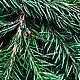 Отдушка "Пихта Фрейзера" | Fraser Fir, CS, Материалы для свечей, Санкт-Петербург,  Фото №1