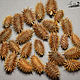 Dried flowers, Xanthium, 30pcs, Dried flowers for creativity, Moscow,  Фото №1