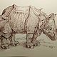  Durer's Rhinoceros, Pictures, St. Petersburg,  Фото №1